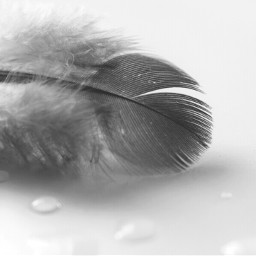 feather close minimal photography water