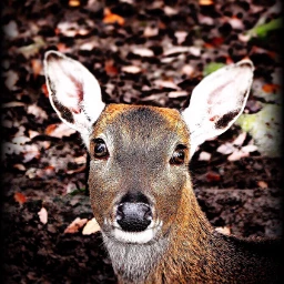 wppautumnvibes nature naturephotography deer love