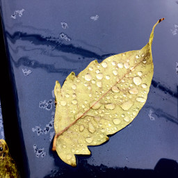 leaf nature interesting rain water freetoedit