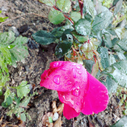 nature flower rose emotions love