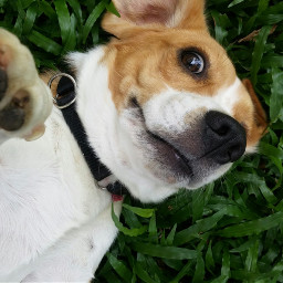 beagles cute petsandanimals dogs dogselfie freetoedit